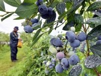 「豊作で味も良い」　大田原でブルーベリー収穫期　雨に光る鈴なりの果実