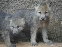 「希少な白いオオカミ」の赤ちゃん２頭が誕生　那須どうぶつ王国で国内初