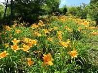 緑の園内にオレンジの彩り　茂木・花の山でニッコウキスゲ見頃　青色のガクアジサイなども