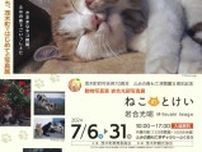 茂木・ふみの森でネコの写真展　動物写真家、岩合光昭さんの80作品　31日まで