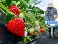 フリマアプリで苗の無断販売、種苗の海外流出防げ　農産物の知的財産保護へ、栃木県が新戦略