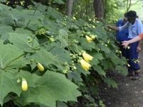 日光・上三依水生植物園でキレンゲショウマ見頃　高山癒やすかれんな黄色い花