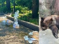 《東京・上野の夏に異変》猛暑で動物たちもぐったり「豪邸にあるじゅうたんかな？」氷を使ったイベントもまさかの大惨事