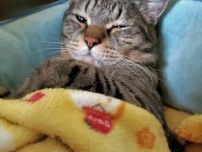 毛布をふわり　お気に入りのベッドでおなかを出して寝ていたキジトラ猫「くぅ」