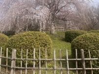 【大人のお花見旅行が最高だった】今年のお花見はガチで遠征！都内在住のOLが桜を見るためだけに京都へ弾丸1泊2日旅行