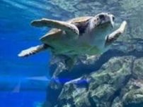 「水族館マニアが教える夏デートにおすすめ水族館3選」特徴と楽しむポイントを徹底解説！