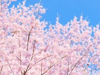 ソメイヨシノ、エゾヤマ、チシマ、北海道民が好きな桜の品種は？（北海道で聞きました。）