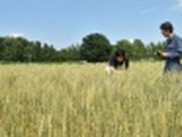 日本ハム、帯広畜産大らと産学連携で新種小麦「えふのちから」を生産、製粉･製パン企業と連携し「シャウMeat マフィン」をオンラインサイトで発売
