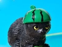 カフェ･ベローチェ「ふちねこサマーキャンペーン」レシートと交換できる“ふちねこ”は2週ごとに変化、浮き輪を持ったネコ･スイカの帽子をかぶったネコなど全5種、6月10日から8月18日まで
