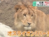 徳島から札幌にやってきた…ライオンの“バーチェ”公開「やっぱライオンって感じ」円山動物園
