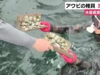 高級食材・アワビの稚貝3200個を放流　漁ができるまでに成長するには3年の歳月　静岡