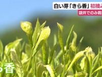 “やぶきたの突然変異”白い芽の茶葉「きら香」初摘み・アミノ酸豊富で濃厚な甘みが特徴　静岡