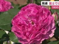 富士で「ばらまつり」　１８００本のバラが見ごろ　静岡