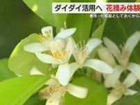 熱海産ダイダイ活用へ　花を摘み取る体験会　静岡・熱海市