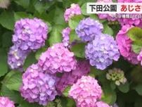 アジサイ100種類以上「あじさい祭」開幕　静岡・下田市