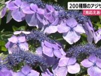 「来てよかった」200種3500株のアジサイが見頃　例年と比べ開花遅く　静岡・伊東市