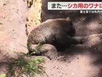 またシカ用罠にクマ…6月から富士山のふもと・富士宮市内では5頭目に　静岡