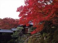 【京都・霊鑑寺 秋の特別拝観】紅葉とともに美しい庭園と狩野派作の襖絵を楽しむ
