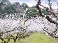 【滋賀県・寿長生の郷＜すないのさと＞】真っ白な花弁が梅林を埋め尽くす「花の宴 梅まつり2024」開催
