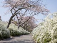 【愛知県豊田市】定番の桜スポットや隠れ人気お花見スポットまで！デジタルスタンプラリーを開催中