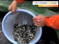 「昨シーズンから半減180万匹の見込み」気仙沼でサケの稚魚放流　宮城