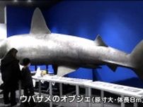 「地球にはこんなでかいサメがいるんだなぁ」国内唯一サメ博物館「シャークミュージアム」リニューアルオープン　宮城・気仙沼市