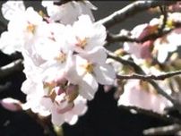 「明るい気持ちで春を過ごしていただけたら」宮城・丸森町の神社ではサクラ開花　仙台のサクラは開花せず　tbc気象台