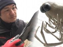 “まるでエイリアン”新種の化石「パリシカリス・ナオヤイ」に日本人漁師の名前が入った理由