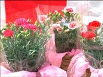 「届いたころに花が咲く温度調節栽培」カーネーションのゆうパック発送始まる　宮城・柴田町