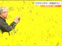 「ビタミンカラーで元気が出そう」200万本の菜の花が丘を黄色に染める　宮城・大崎市