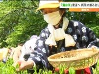 「まだ量が少ないのが大きな課題」江戸時代に生産盛んだった“富谷茶”商品化へ　茶の摘み取り　宮城