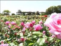 「リオサンバ」など1200株のバラ　8割が見ごろを迎える　仙台