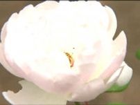 「きずな」というバラに込められた願いとは　市民が公園で育てたバラ見ごろに　仙台