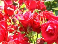 住宅の庭に約150本のバラ「8年前から少しずつ本数を増やしたら…」宮城・美里町