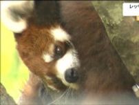 八木山動物公園のレッサーパンダ「ヤンヤン」が脱走“30分間、展示場の外に”捕獲した飼育員両腕にけが　仙台