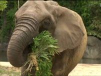 「かわいかった耳が大きくて」メスのアフリカゾウ「リリー」きょうから一般公開 ６年ぶり八木山動物公園に戻る