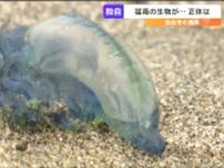 海岸に打ち上げられた青い生物「絶対に触っちゃダメです！」カツオノエボシだった　仙台
