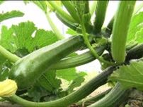 夏野菜「ズッキーニ」収穫が最盛期　年間約130トン出荷する東北一番の産地はどこ