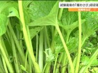 試験栽培の「畑わさび」初収穫　主に茎の部分を業務用として名古屋のメーカーへ出荷　宮城・加美町