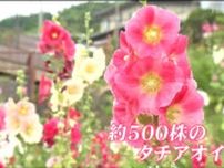 「赤やピンク、白、黒と、色とりどり」500株のタチアオイが見頃　仙台