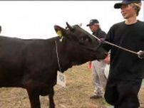 畜産農家が一番目指し肉用牛のメス23頭を出品　飼育での悩みとは「配合飼料がかなり高い…」宮城