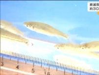 絶滅危惧種「シナイモツゴ」は宮城県内の地名に由来する唯一の淡水魚　300匹放流　