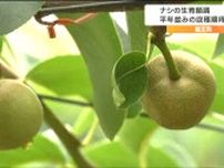 「収穫量増へ」ナシの新しい栽培『ジョイント栽培』とは　参加した農家「とても新鮮に思う」宮城・蔵王町
