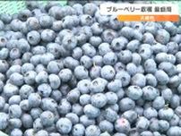 「好天で甘味が凝縮」ブルーベリーの収穫最盛期　宮城・大崎市