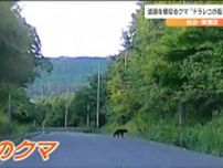 ドラレコがとらえた「道路を横切るクマ」車を運転中にクマに遭遇したらどうしたら良いのか？専門家に聞いてみると…