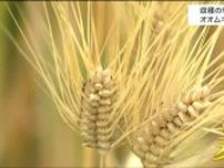「病気にもならず良い麦になった」オオムギの刈り取り盛ん“麦秋”むかえる　宮城・大河原町