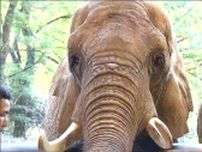 「お鼻でつかんでいるように食べてました」国内最高齢アフリカゾウのメアリー動物園に来て40年　記念のケーキのお味はいかが　仙台