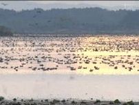 国内有数の渡り鳥の越冬地・伊豆沼では飛来の本格化を確認　今季１回目渡り鳥の生息調査　宮城