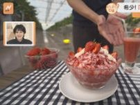 「夏なのにイチゴ狩りができる！」横浜ストロベリーパーク　凍らせたイチゴを削ったひんやりスイーツも！話題の施設をすたすた！