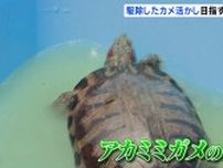 外来生物アカミミガメを肥料に　食害で消えたハス復活へ【新潟市】